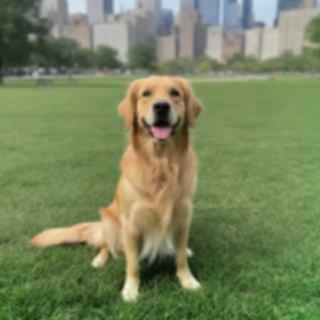 Blurry, pixelated low-resolution photo of a golden retriever in a park before AI upscaling
